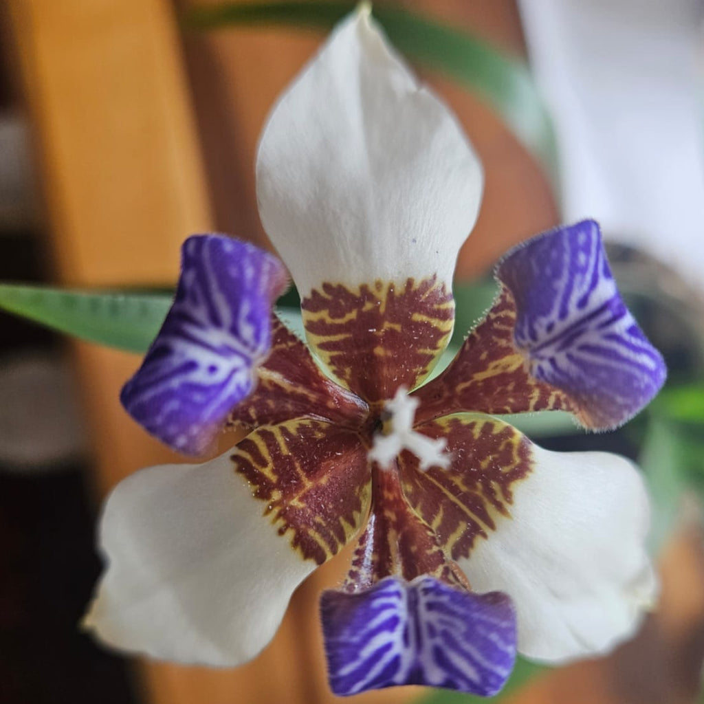 Bundle of 6 Young Walking Iris (Neomarica Gracilis) Plants