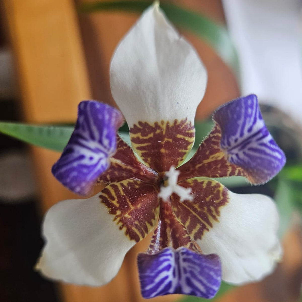 Bundle of 6 Young Walking Iris (Neomarica Gracilis) Plants