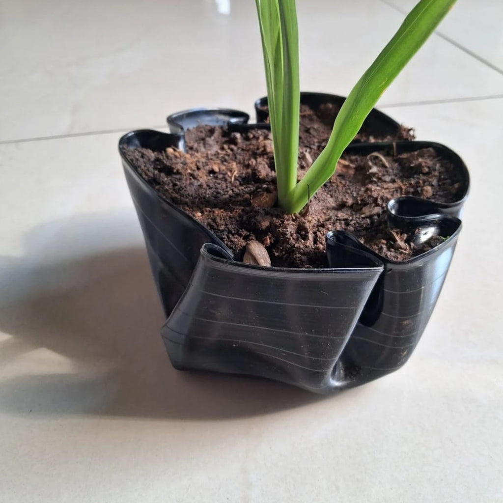Bespoke LP Record Bowl Planters with Walking Iris Plants