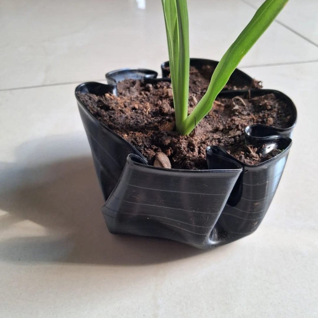 Bespoke LP Record Bowl Planters with Walking Iris Plants
