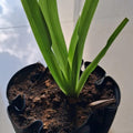 Bespoke LP Record Bowl Planters with Walking Iris Plants