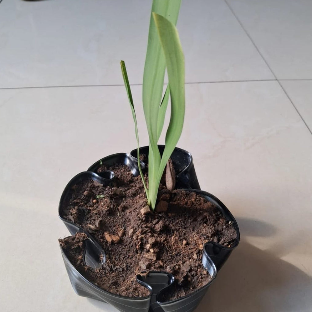 Bespoke LP Record Bowl Planters with Walking Iris Plants
