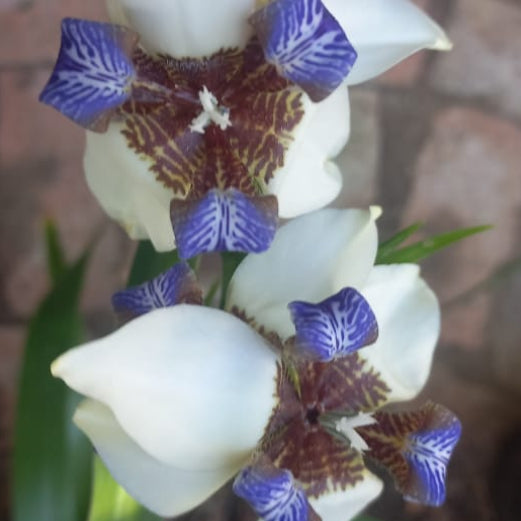Bespoke LP Record Bowl Planters with Walking Iris Plants